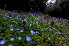 オオイヌフグリ