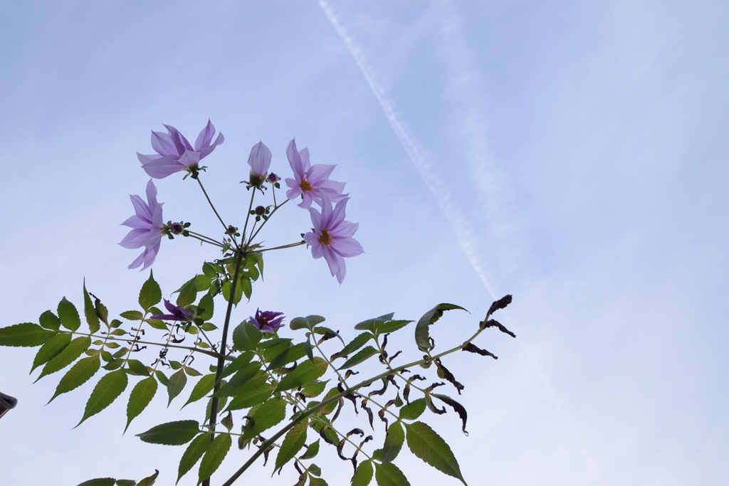 皇帝ダリア 空