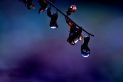 滴 雫