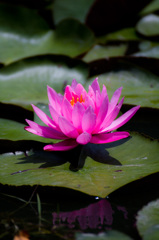 開花