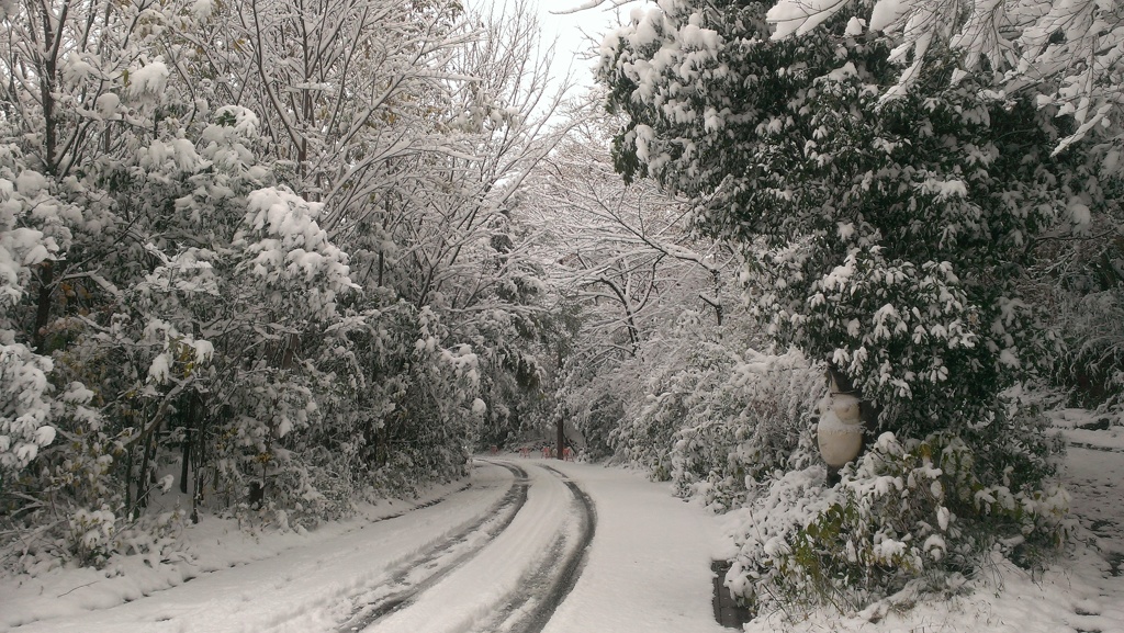 爆弾低気圧で杜もすっかり雪景色１(^O^)