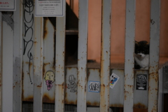 YDM_4379