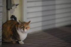Lionon-P 135mm f2.8-YDM_8843