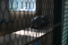SMC PENTAX 55mm F1.8-YDM_9885
