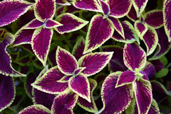 NZ5_3223