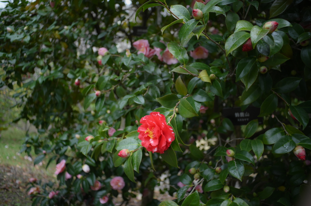 NIKKOR-H 28mm F3.5-YDM_0129