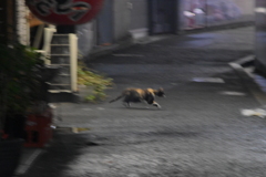 YDM_6558