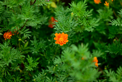 NZ5_2114
