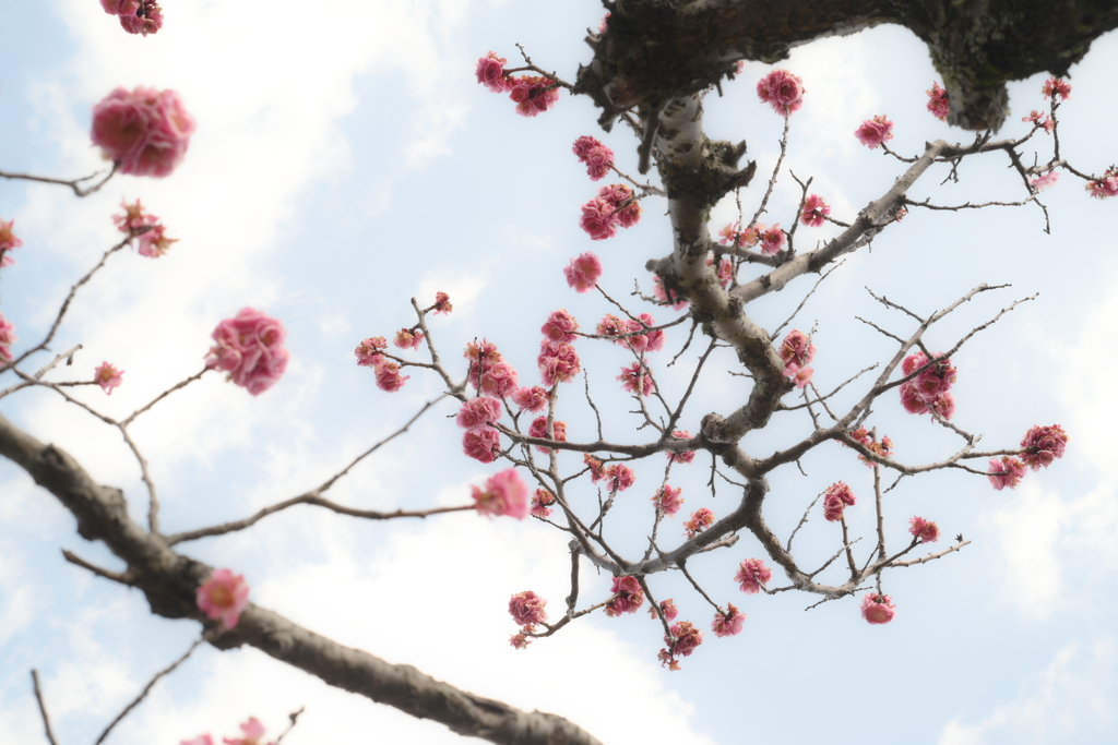 SMC PENTAX 55mm F1.8-YDM_9821