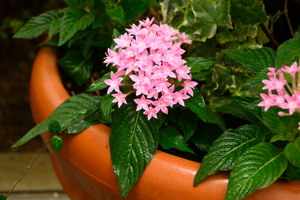 Z50_0640