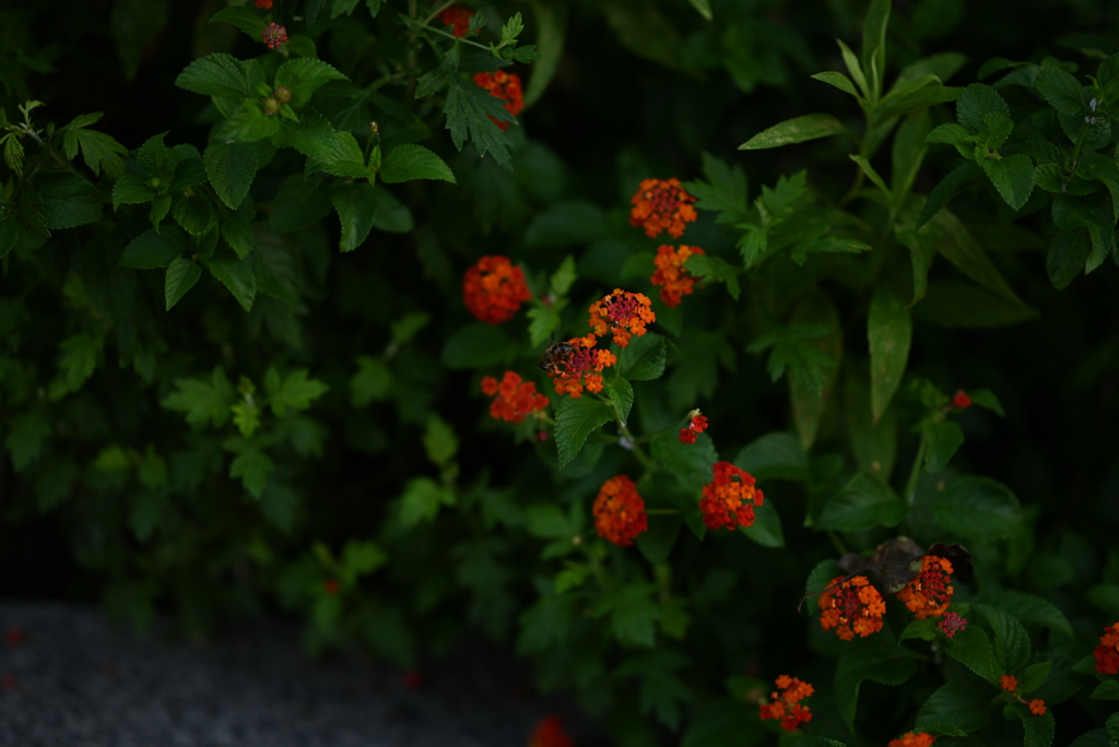 DSC_0120