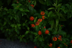 DSC_0120