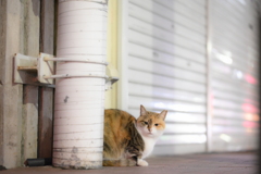 NIKKOR Z 85mm f/1.8 S-YDM_9340