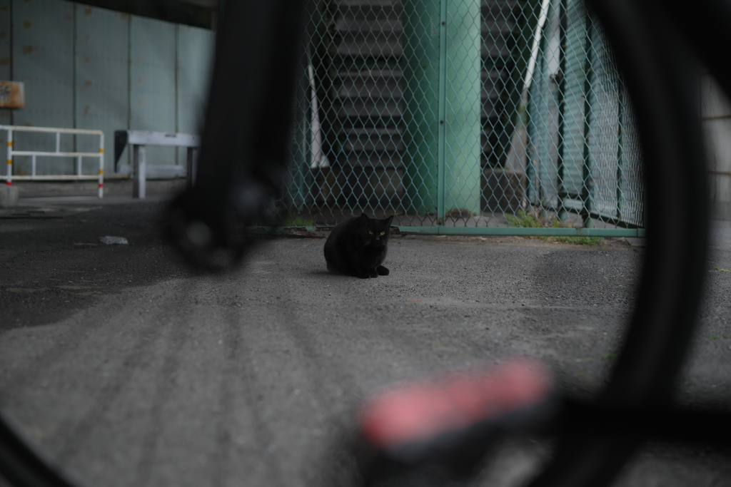 NIKKOR-S Auto NKJ 50mmf1.4-YDM_8051