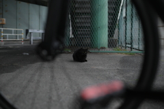 NIKKOR-S Auto NKJ 50mmf1.4-YDM_8051