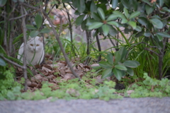 YDM_5540