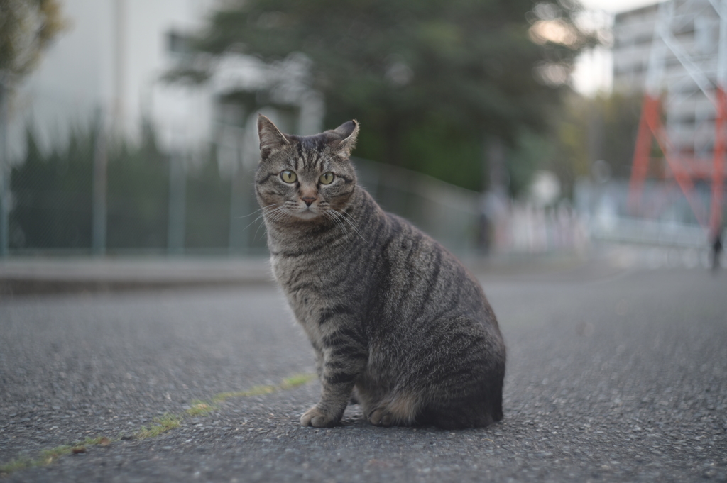 HELIOS 44M−4 58mm f2-YDM_2543
