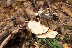NZ5_4265