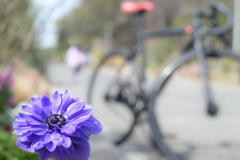 SMC PENTAX 55mm F1.8-YDM_9813