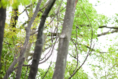 NZ5_2151