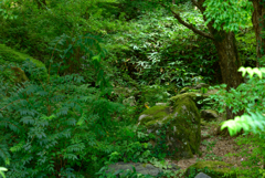 NZ5_1484