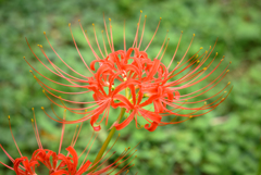 NZ5_3541