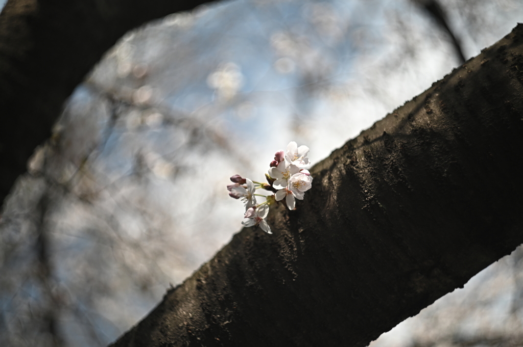 HELIOS 44M−4 58mm f2-YDM_1385
