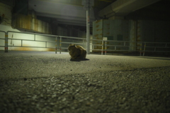 NIKKOR-H 28mm F3.5-YDM_0197