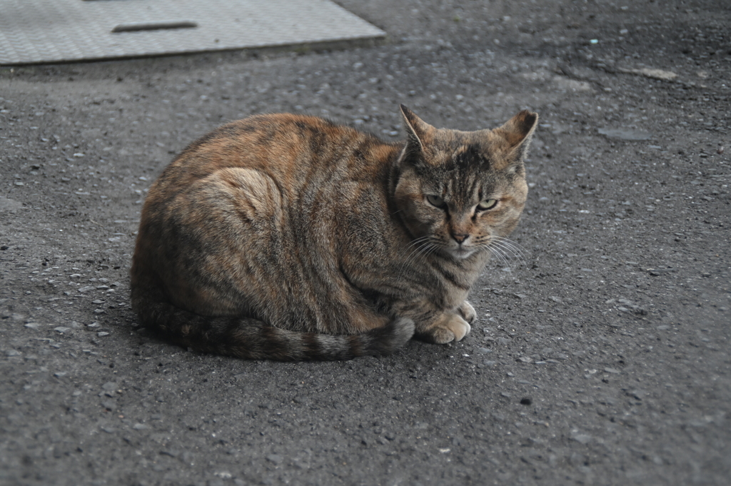 MAMIYA-SEKOR E 50mm F2-YDM_5774