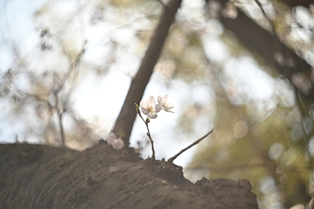 HELIOS 44M−4 58mm f2-YDM_1398