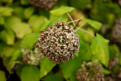 NZ5_4258