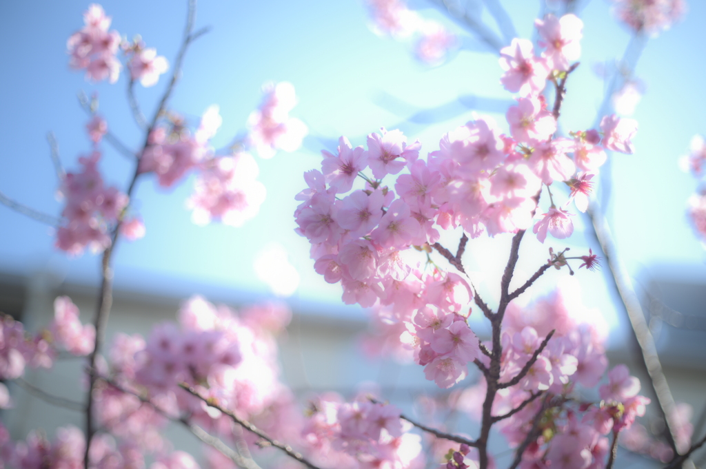 petri C.C 55mm F1.8-YDM_1313