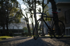 YDM_5528