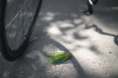 SMC PENTAX 55mm F1.8-YDM_9790