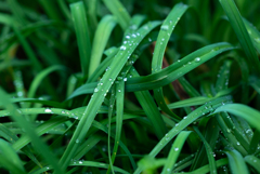 NZ5_4289