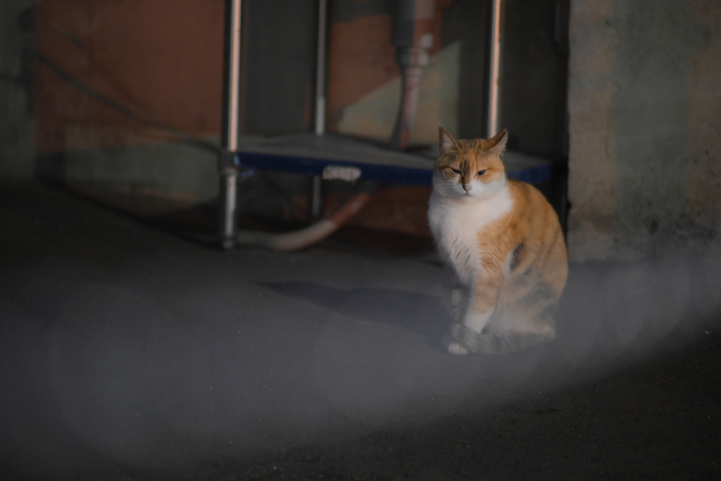 Lionon-P 135mm f2.8-YDM_8826