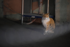 Lionon-P 135mm f2.8-YDM_8826