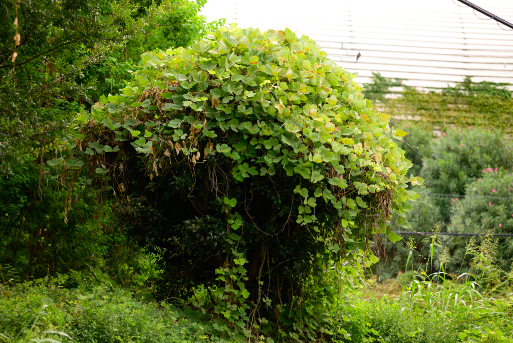 NZ5_2061