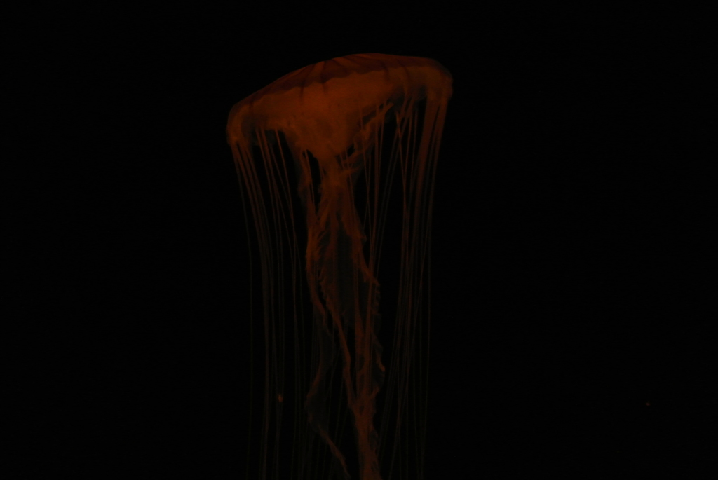 DSC_1190