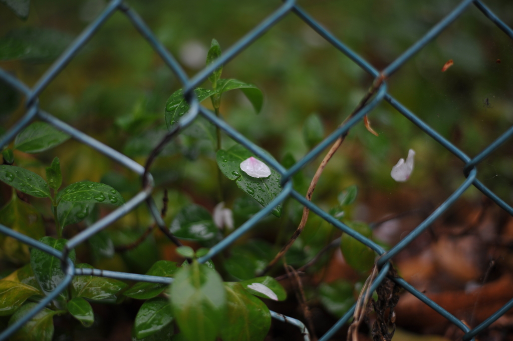YDM_0240
