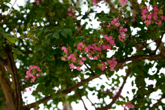NZ5_2124