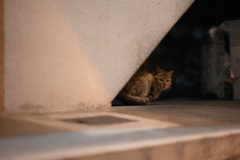 NIKKOR Z 85mm f/1.8 S-YDM_9383