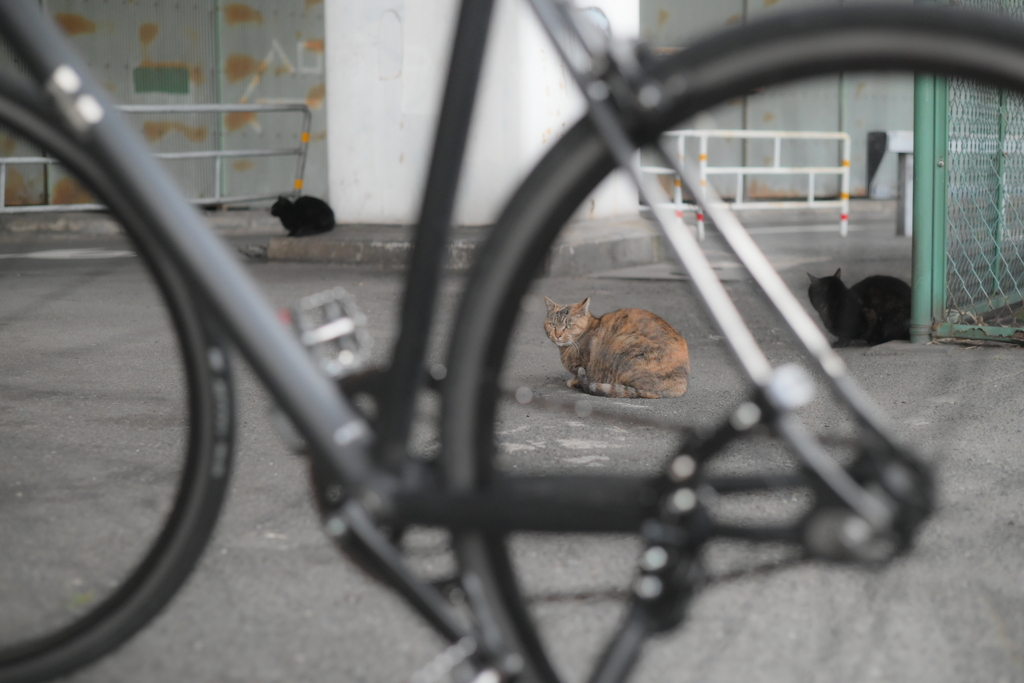 AI Nikkor 50mm F2-YDM_8410