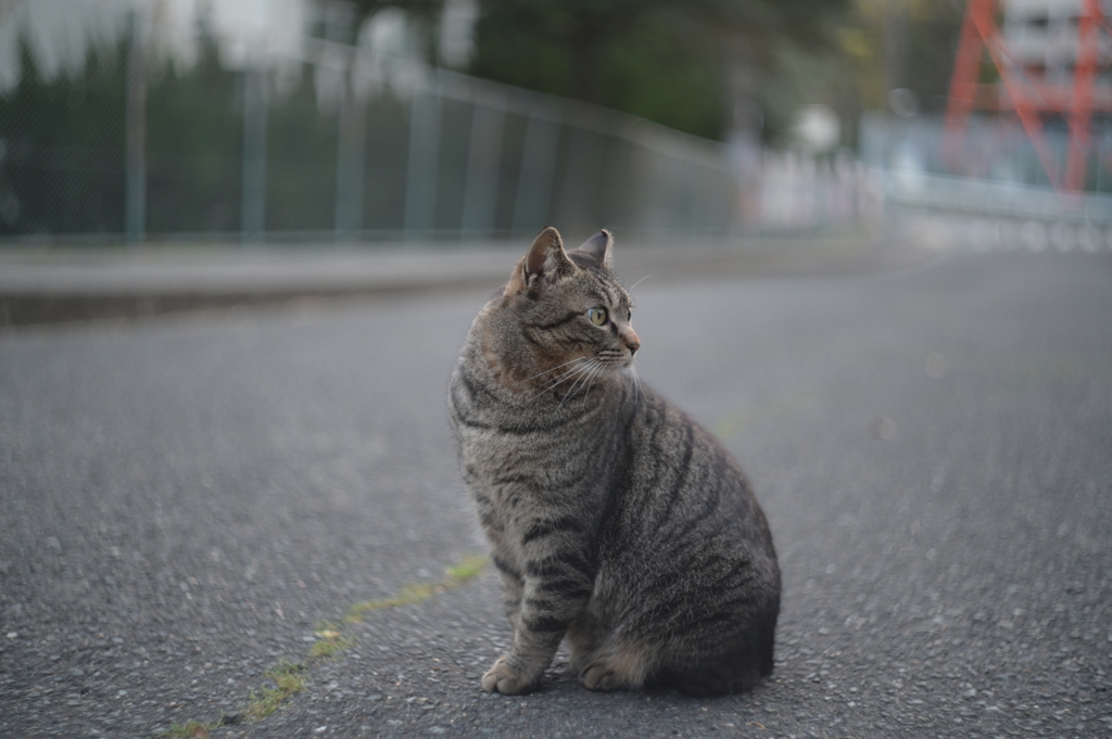 HELIOS 44M−4 58mm f2-YDM_2528