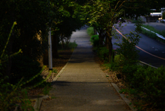 NZ5_2461
