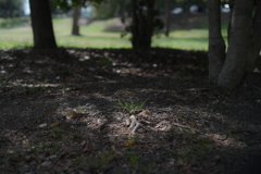 SMC PENTAX 55mm F1.8-YDM_9855