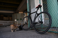 YDM_4694