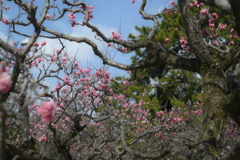 SMC PENTAX 55mm F1.8-YDM_9770