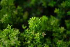 NZ5_4324