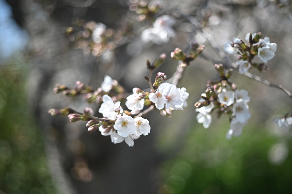 petri C.C 55mm F1.8ーYDM_1357